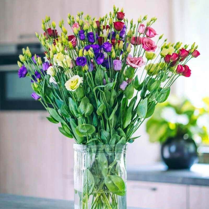 Hoa cát tường là hoa vượng tài, mang lại may mắn tài lộc cho gia chủ