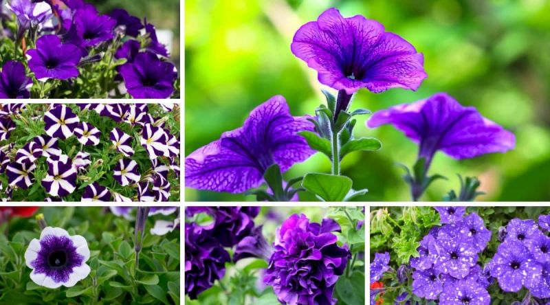 Hoa dạ yến thảo mang sắc tím dịu dàng