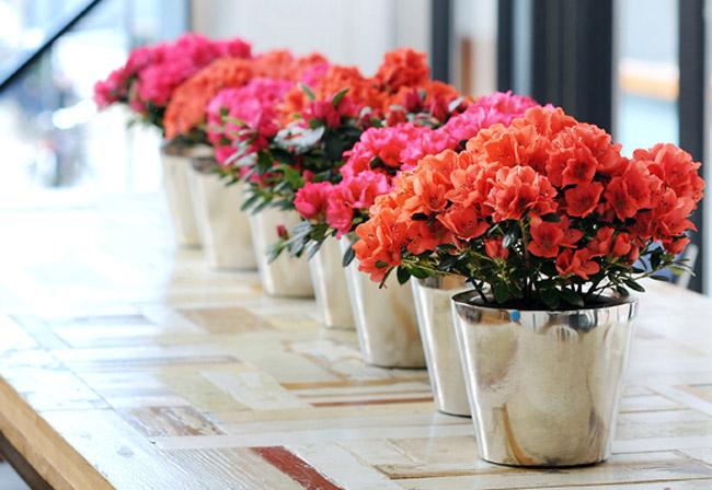 Hoa Đỗ Quyên có vẻ đẹp mỏng manh