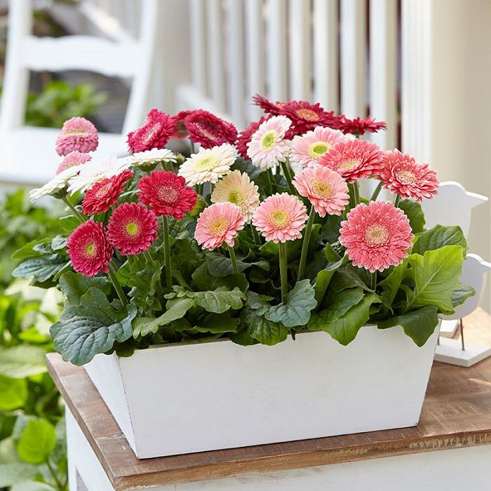 Chậu hoa đồng tiền xinh xắn