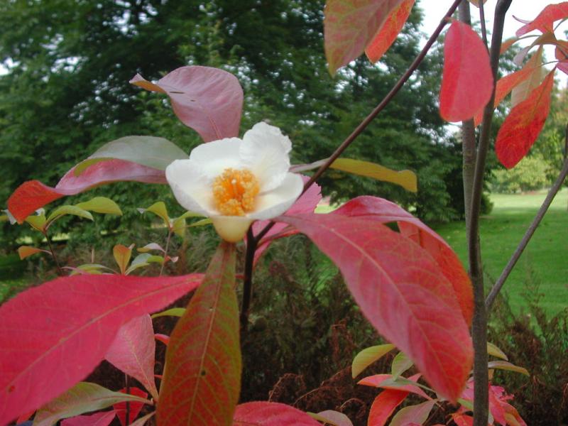 Hoa Franklinia alatamaha