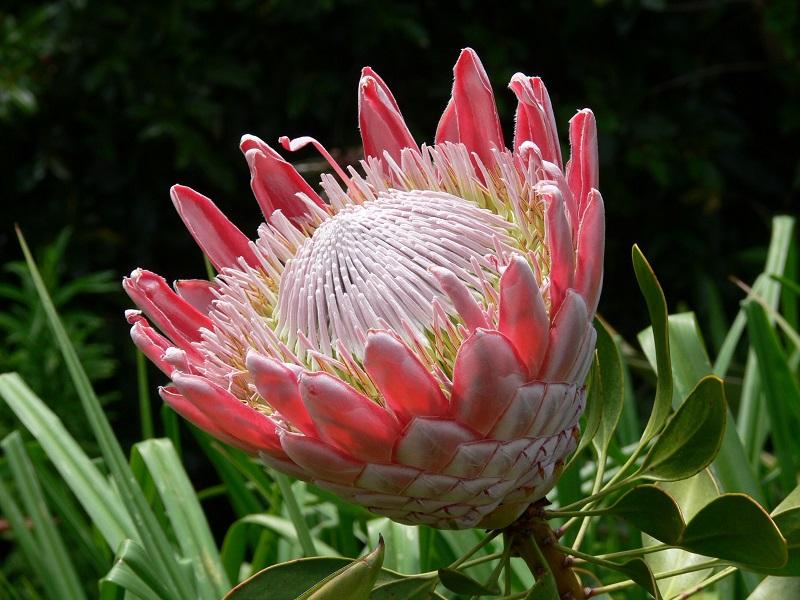 Protea Cynaroides