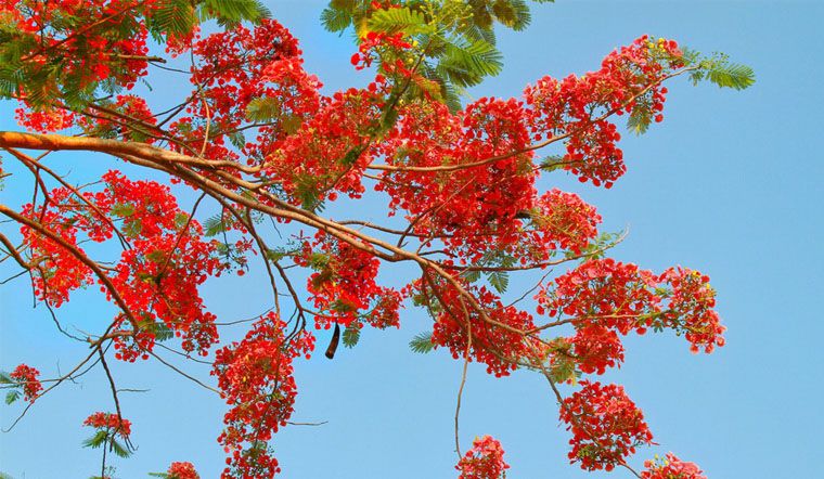 Tháng sáu về rồi