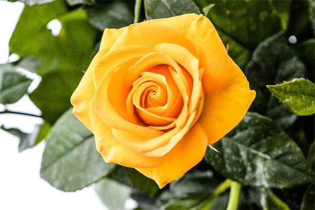 Đừng nên tặng hoa hồng màu vàng