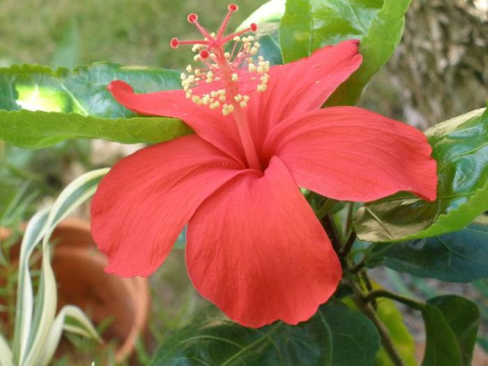 Hoa Koki'o