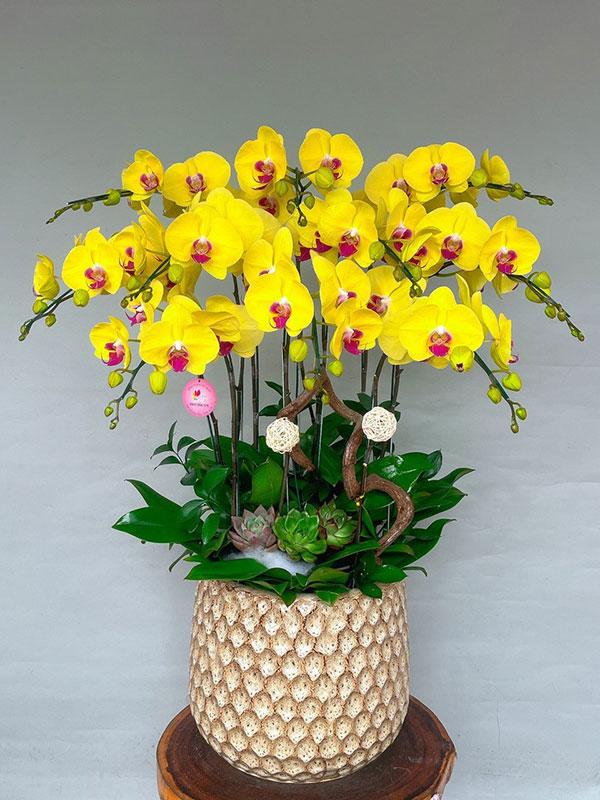 Hoa lan thể hiện sự quý phái và sang trọng