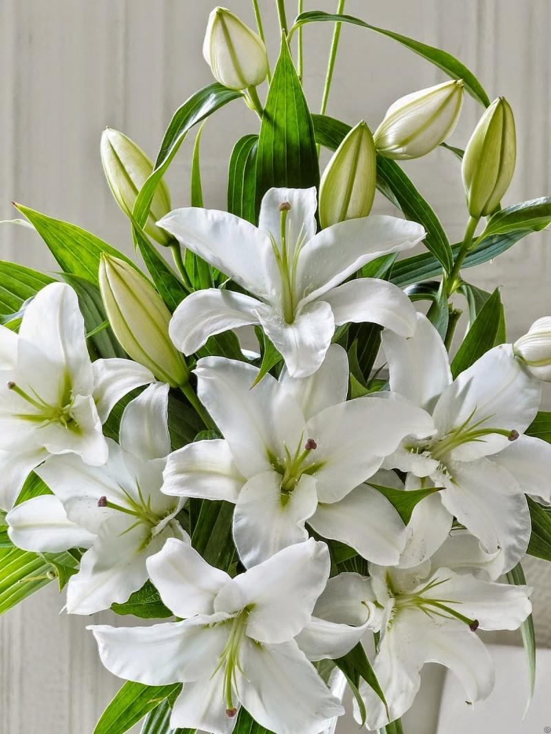 Hoa lily