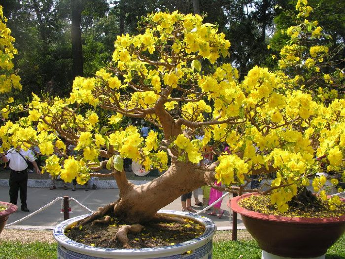 Thuyết minh về hoa Mai Vàng