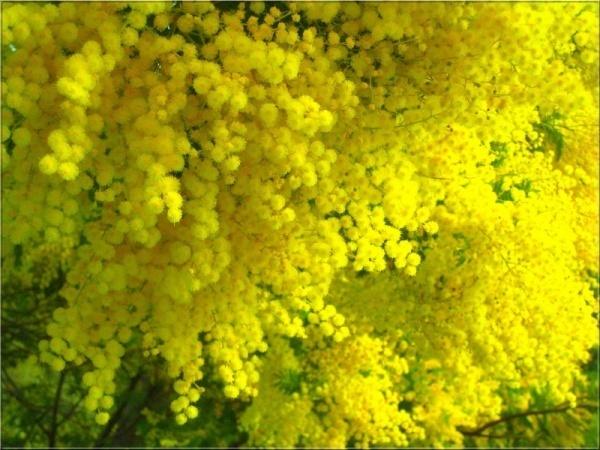 Hoa Mimosa
