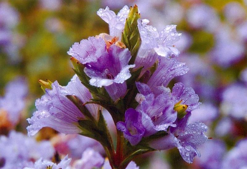 Hoa Neelakurinji