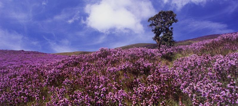 Hoa Neelakurinji là biểu tượng của tình yêu và sự lãng mạn