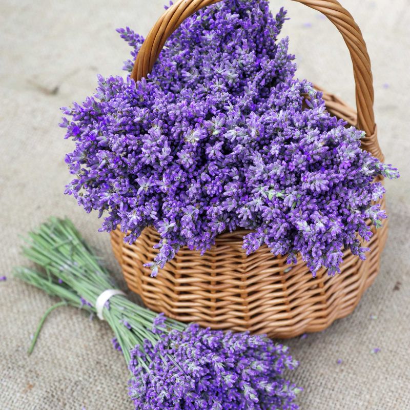 Hoa oải hương
