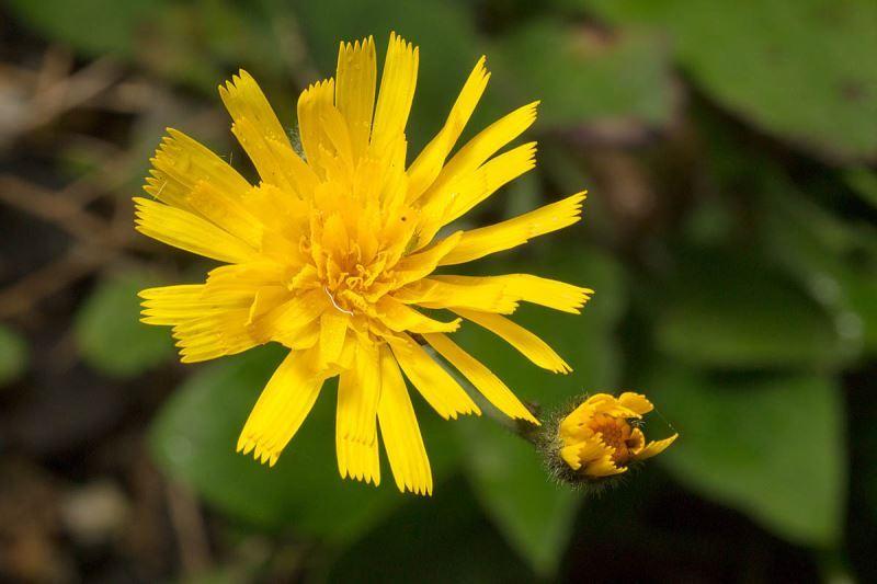 Hoa Snowdonia Hawkweed