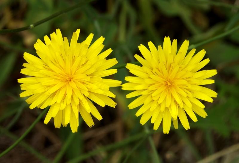 Hoa Snowdonia Hawkweed