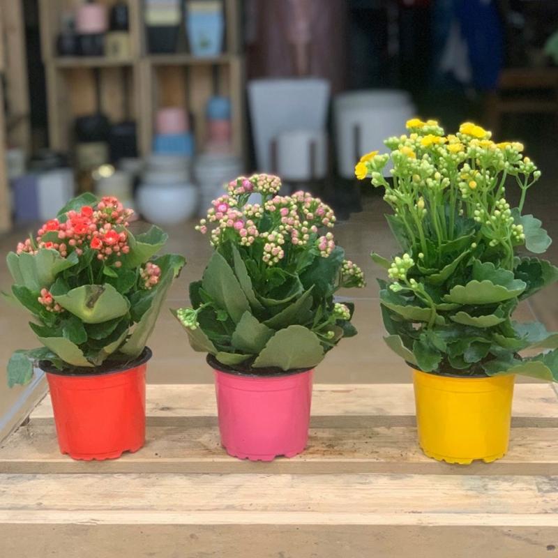 Sống đời nhiều màu sắc