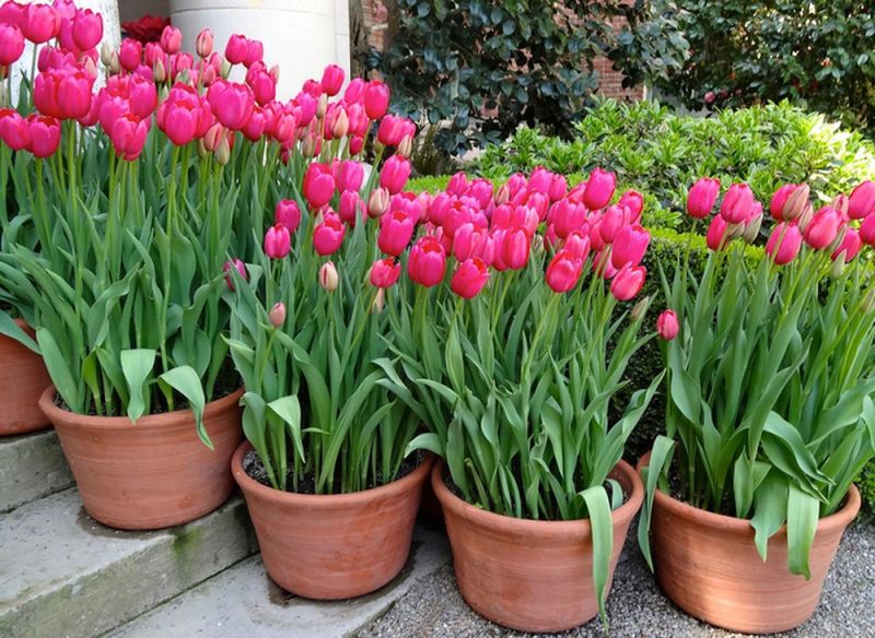 Hoa tulip