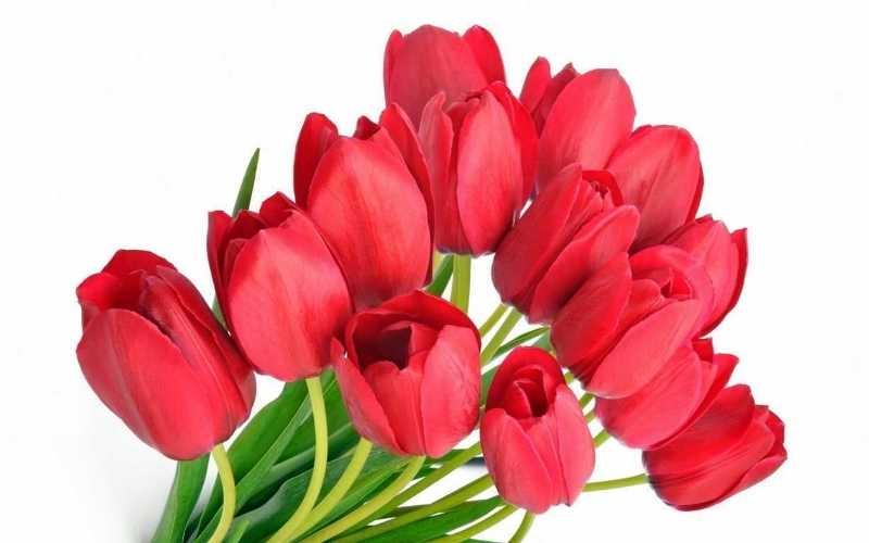 Hoa Tulip