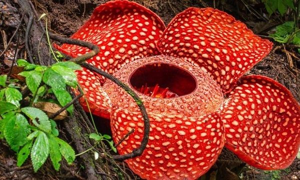 Hoa vua - Rafflesia arnoldii
