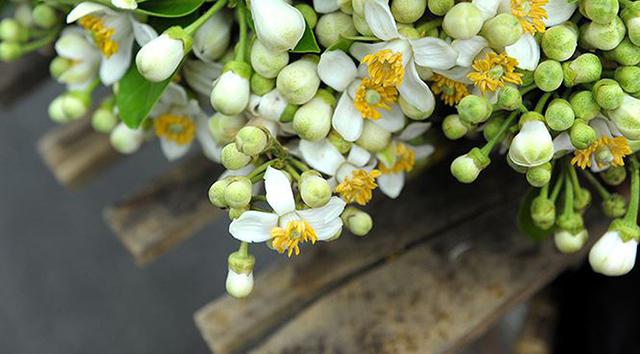 Hương hoa bưởi trong gió xuân