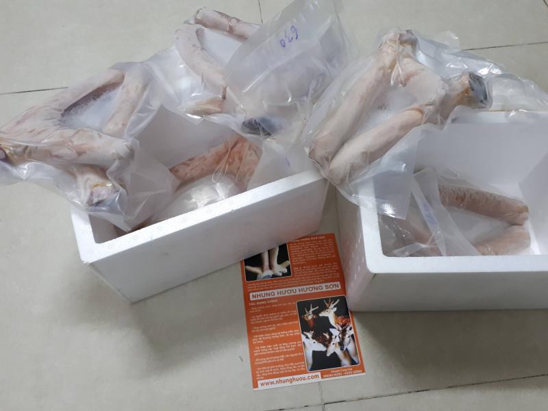 Hươu sao Hương Sơn