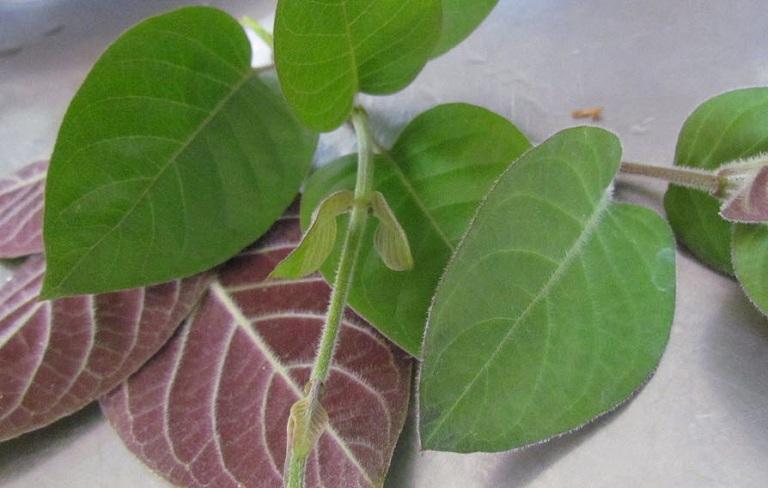 Bài thuốc dân gian điều trị viêm hang vị dạ dày bằng lá mơ lông