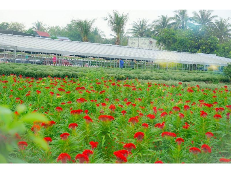 Làng hoa Cái Mơn