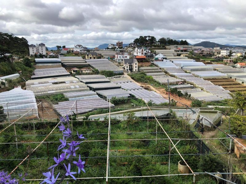 Lê Homestay