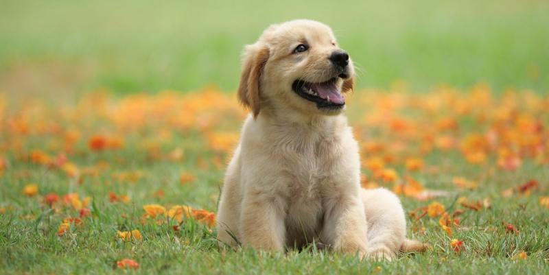 Loài chó sở hữu vân mũi độc nhất