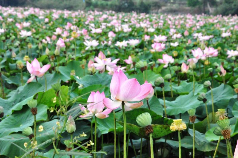 Long An - quê hương tôi