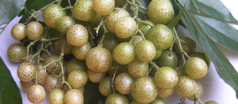 Qủa mắc mật