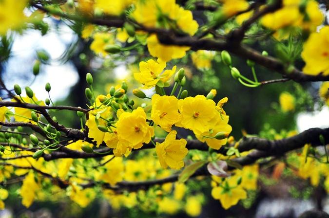 Tết càng đến gần, cây mai nhà tôi càng rực rỡ.