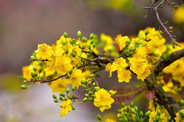Từ góc phòng khách, cây mai trông thật rực rỡ.