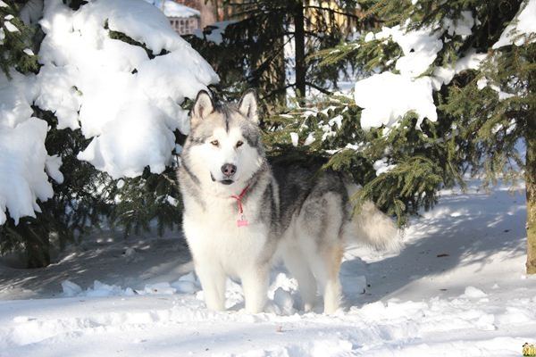 Chó Malamute khá lớn, một con đực trưởng thành có thể nặng đến 85 pound