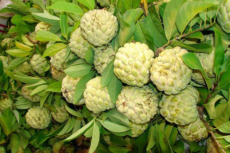 Quả mãng cầu ta