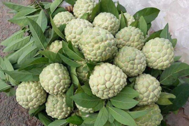 Quả mãng cầu ta