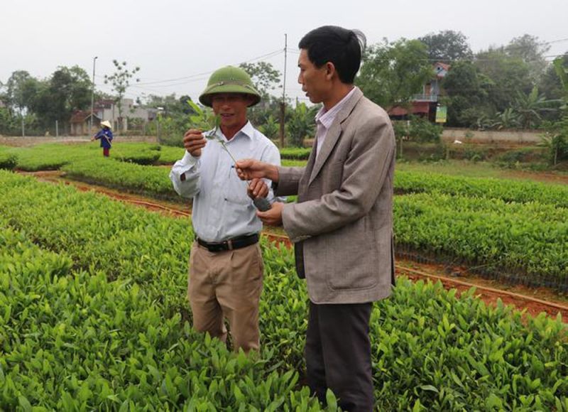 Mô hình ươm cây giống