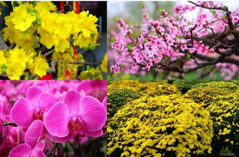 Hoa cỏ tươi thắm những ngày Tết