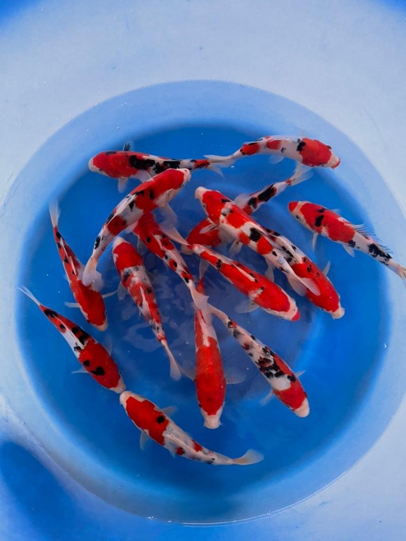 Nam Tùng Koi Farm
