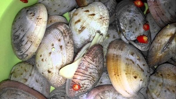 Ngao hai cồi Phan Thiết