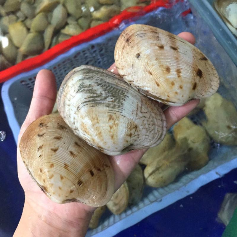 Ngao hai cồi Phan Thiết