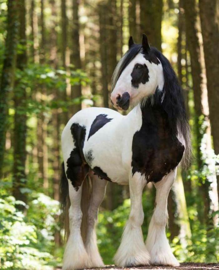 Ngựa Gypsy Vanner