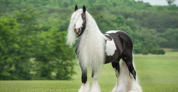 Ngựa Gypsy Vanner