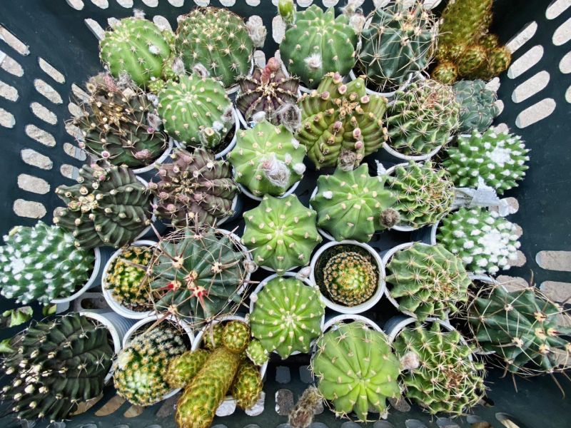 Nguyên’s Garden