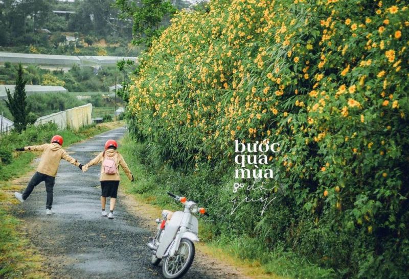 Con đường hoa dã quỳ