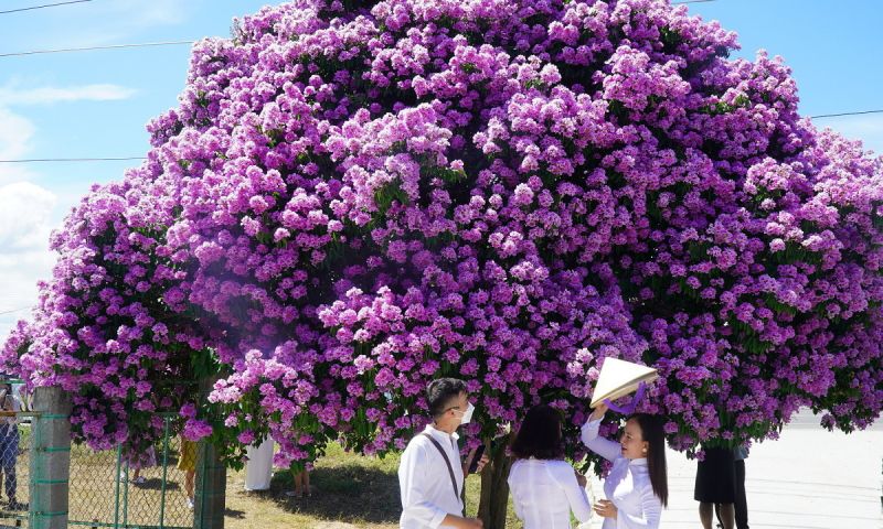 Hoa tím học trò