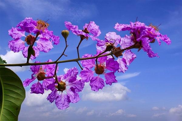 Nói với bằng lăng