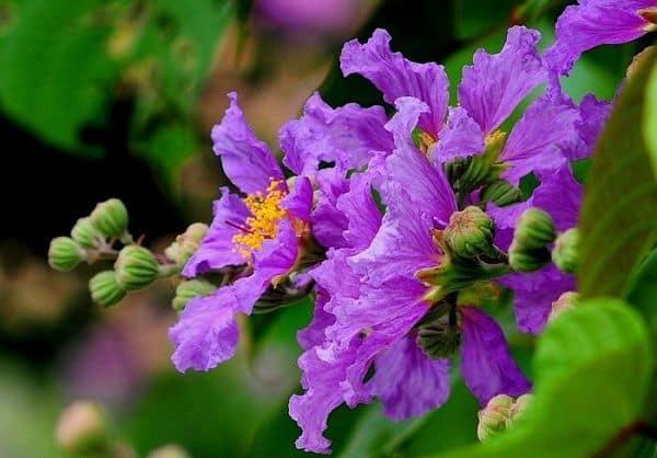 Nói với bằng lăng