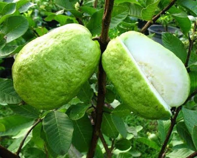 Ổi ruột trắng dày cơm