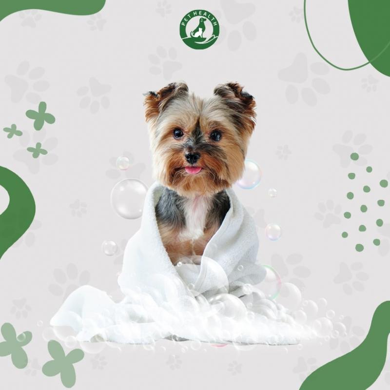 PetHealth