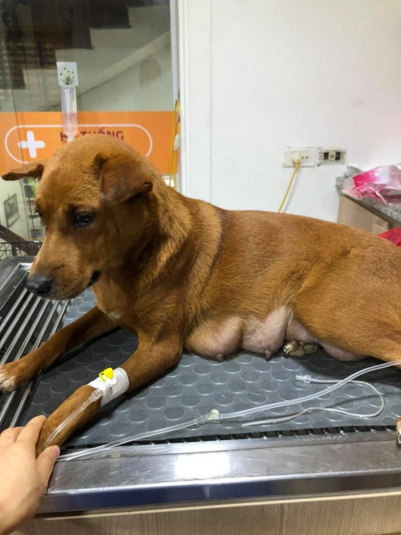 Bệnh viện thú y 2Vet - Nghệ An